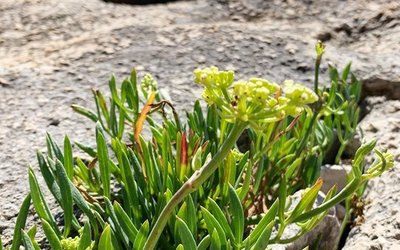 ELETTRA: coltivazione di pacasassi