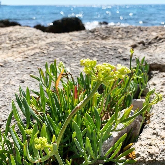 ELETTRA: coltivazione di pacasassi